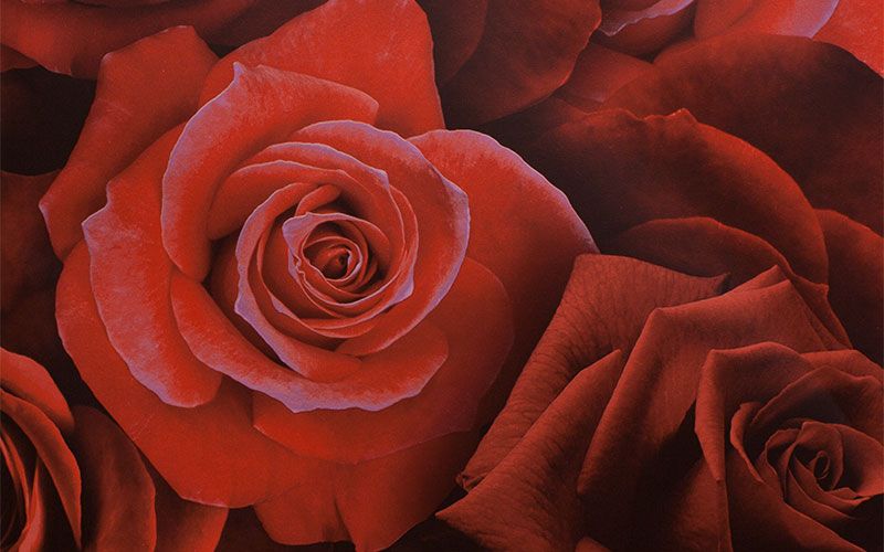 Бумажные обои Arthouse Options 3 675600 яркими красными розами на бордовом фоне